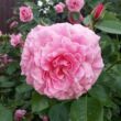 Fleur de Lin tonizáló rózsavíz